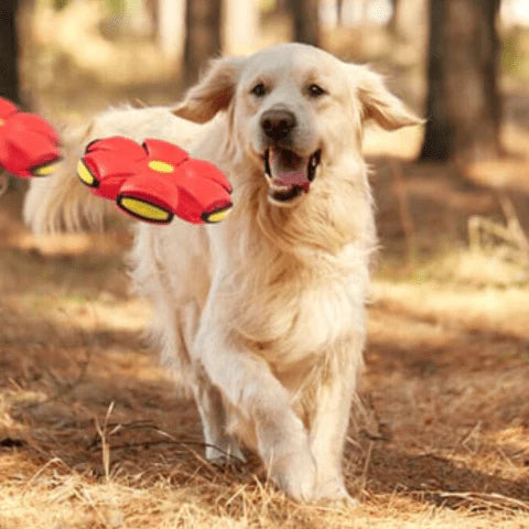 Brinquedo Voador para Cães com Função 2 em 1 - SkyHound